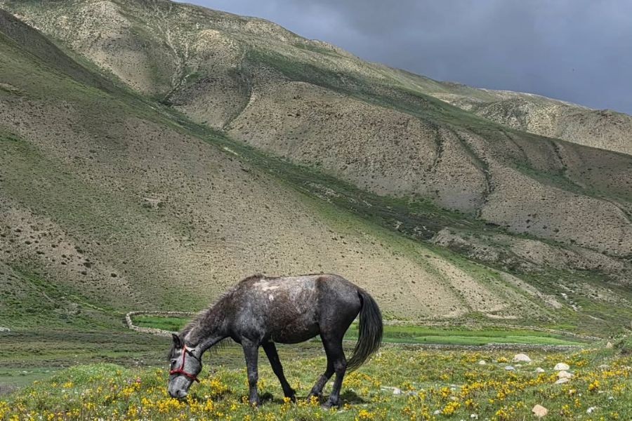 Gray horse grazing in green valley with barren hillsides in Upper Dolpo